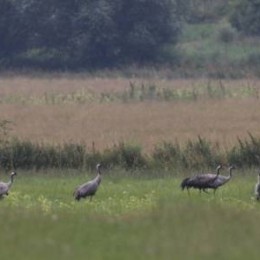 Kraniche in der Umgebung des Refugiums